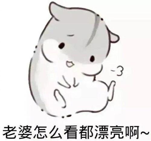 老婆大人好表情包,表情包里的温馨日常