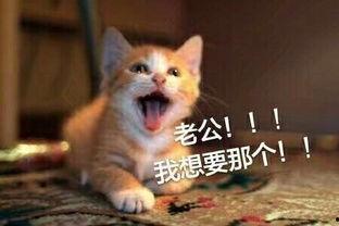 浣熊喊老公啊表情包,浣熊喊老公表情包的趣味解读